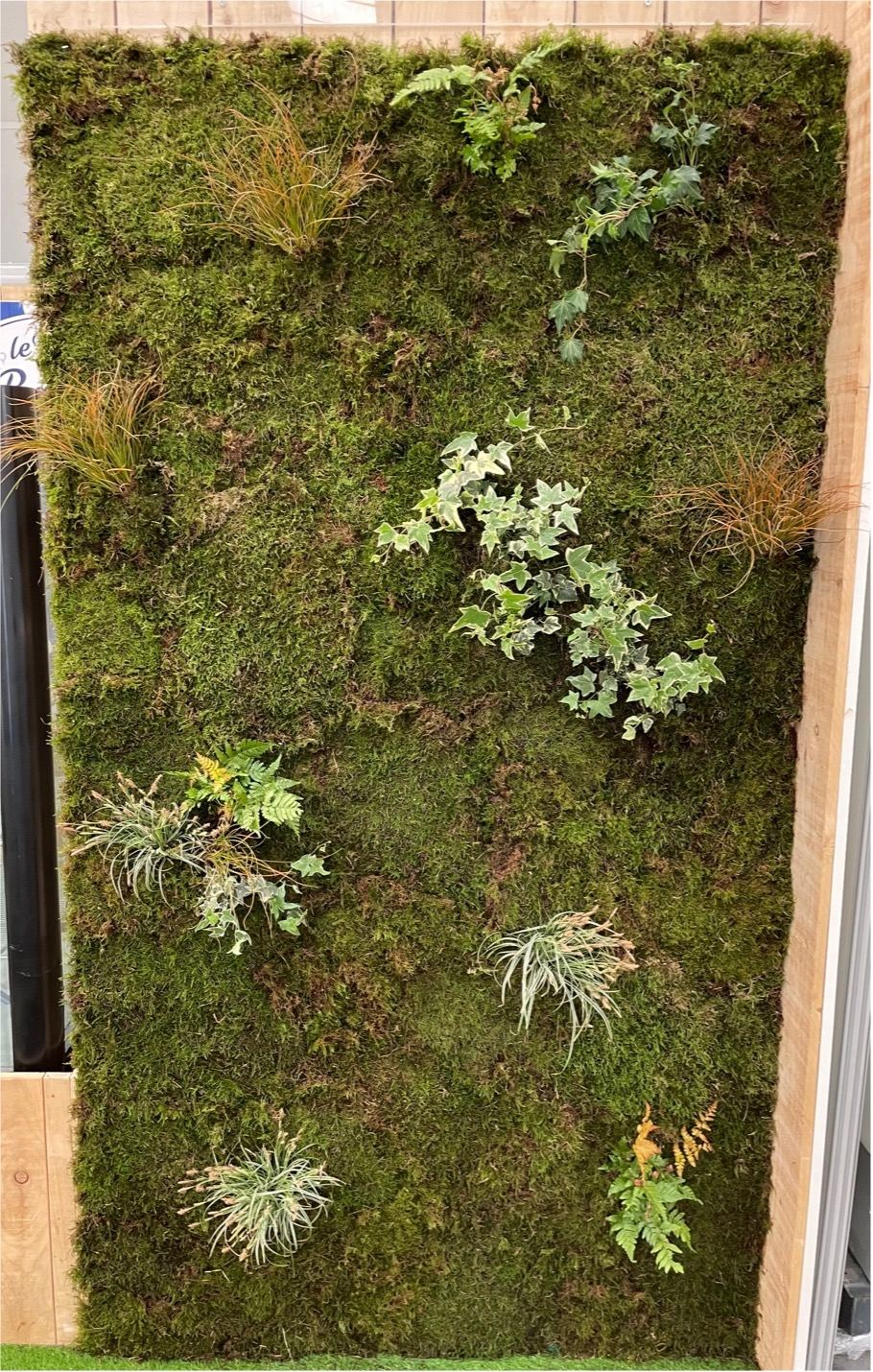 Mur végétal naturel en mousse avec fougères