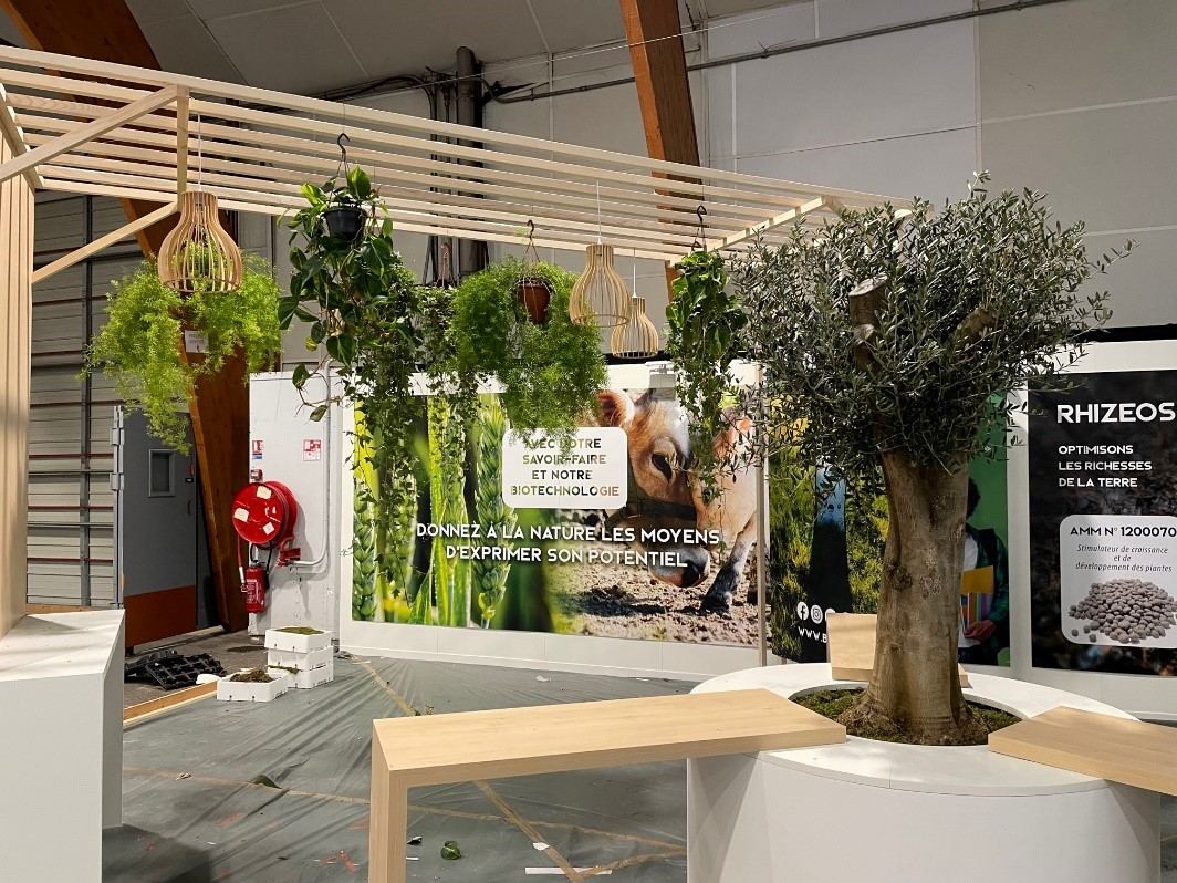 Plantes retombantes suspendues sur un stand